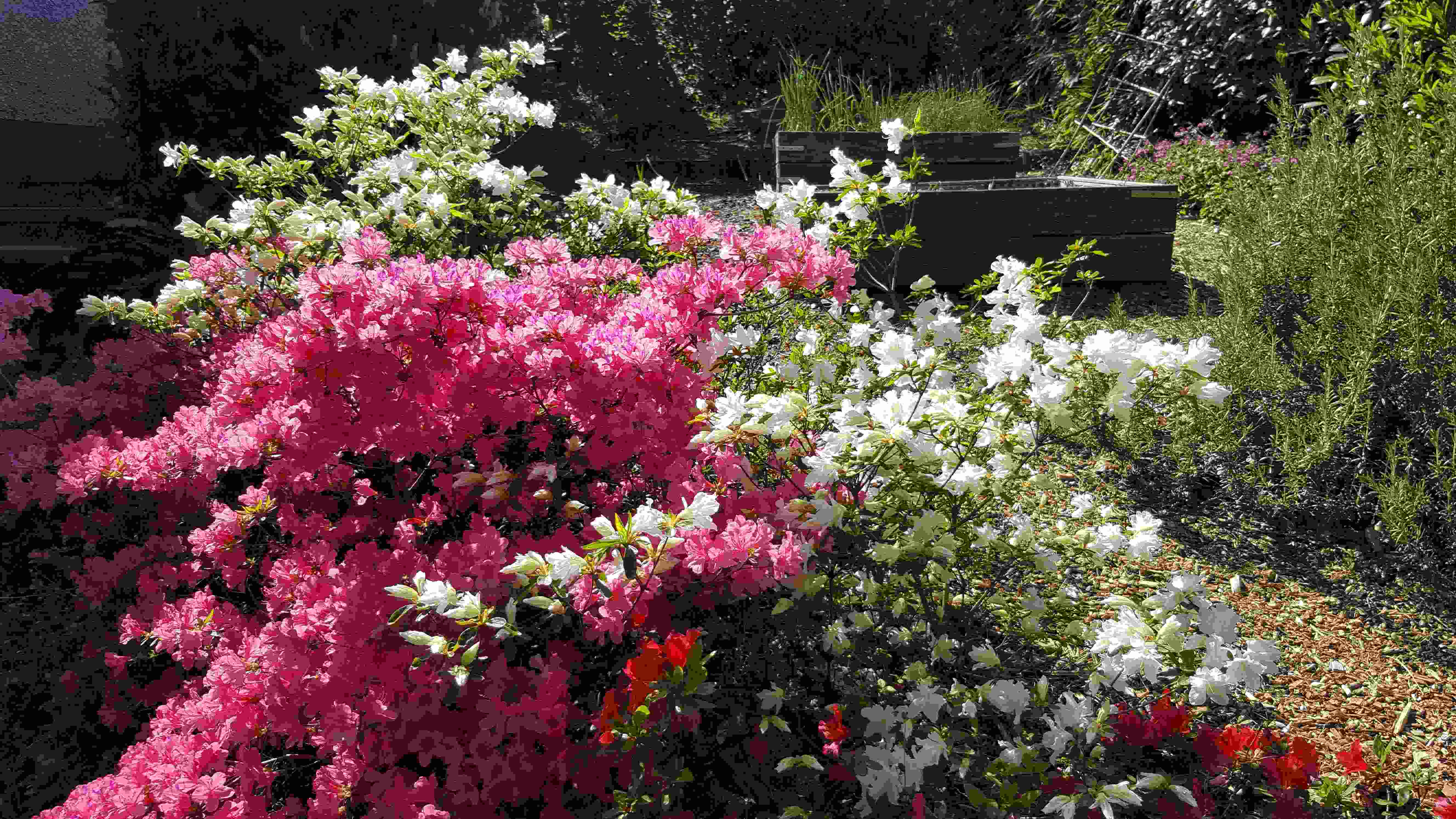 azal potag cuisin20200426_152101.jpg